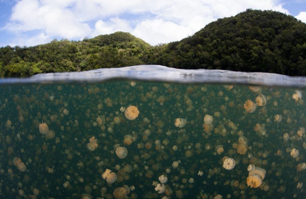 Jellyfish Lake ©Ethan Daniels/Shutterstock.com